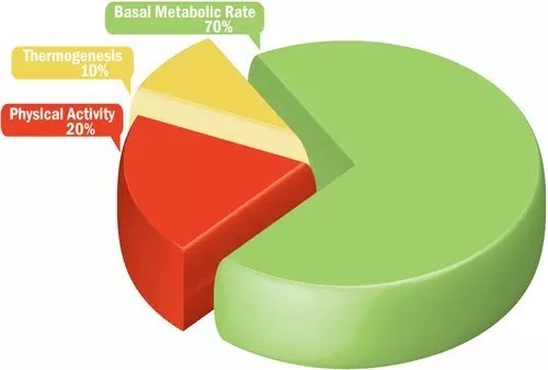 基础代谢率减肥法